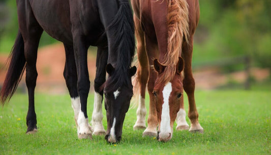 Laminitis & Weight Management In Summer - Ayr Equestrian