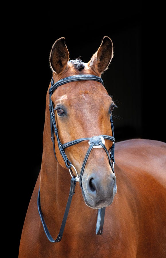 Salisbury Brackley Bridle - Black