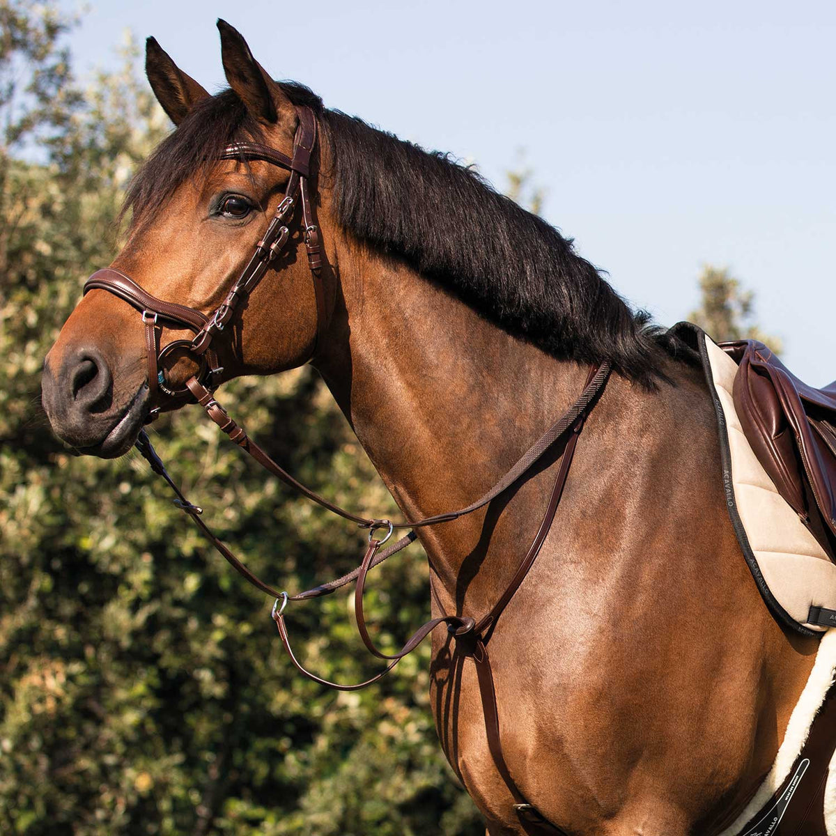 Acavallo Collier martingale calfskin
