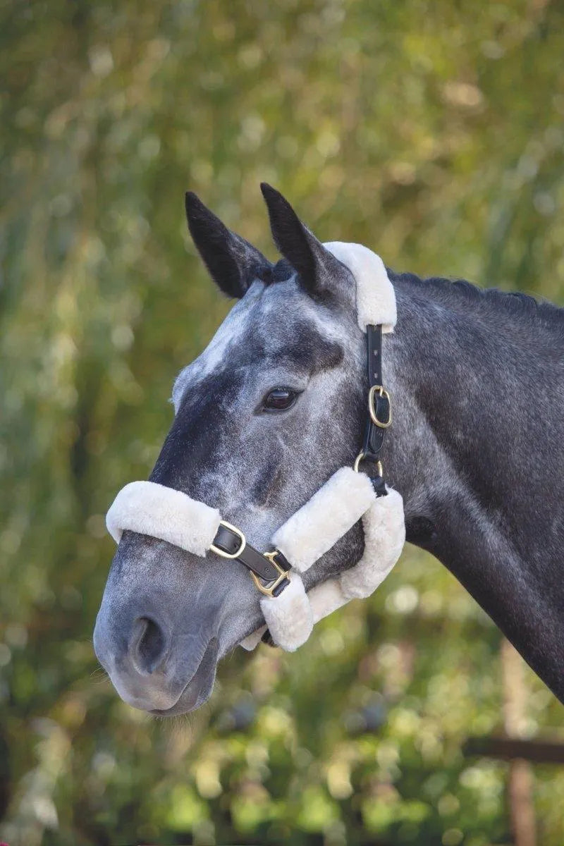 ARMA SupaFleece Halter Fleeces - Black - 6Pc