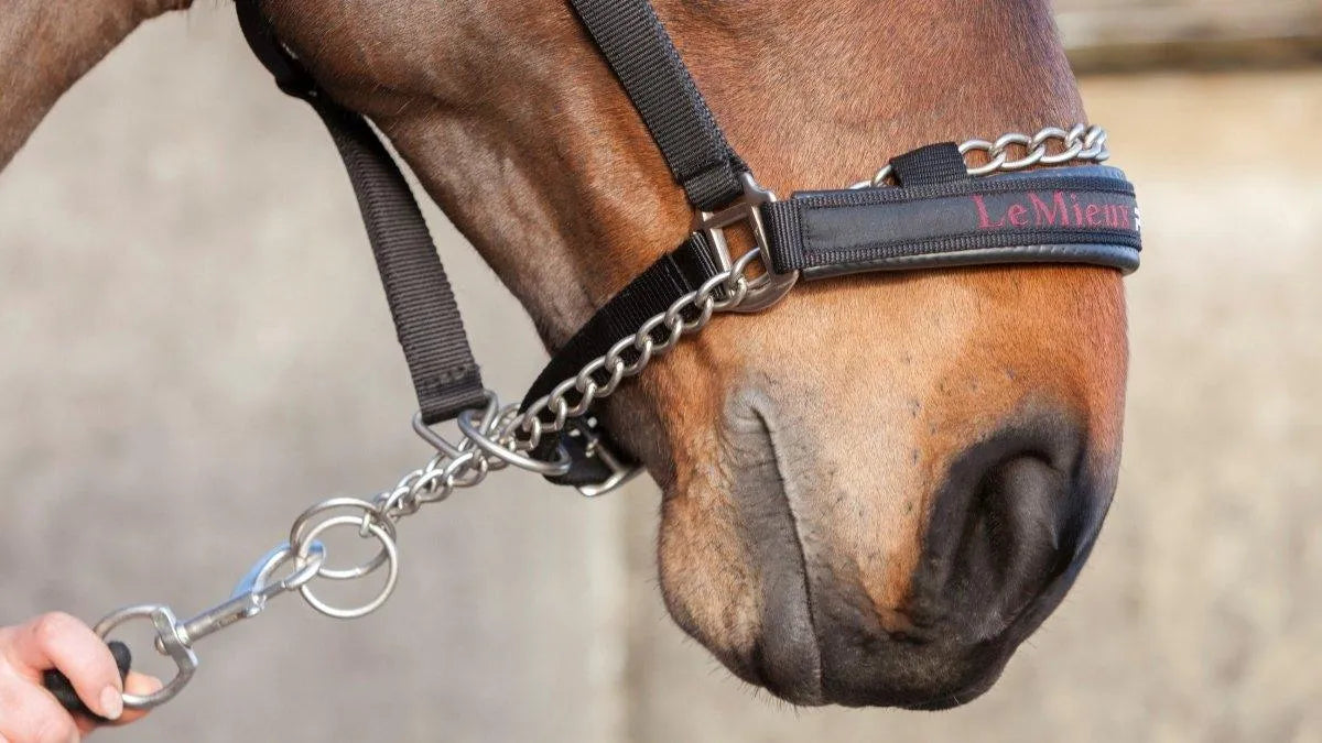 LeMieux Pro Safe Headcollar - Pony -