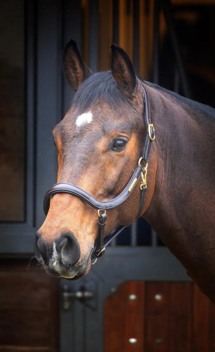 Velociti Rapida Curved Leather Headcollar - Black - Cob