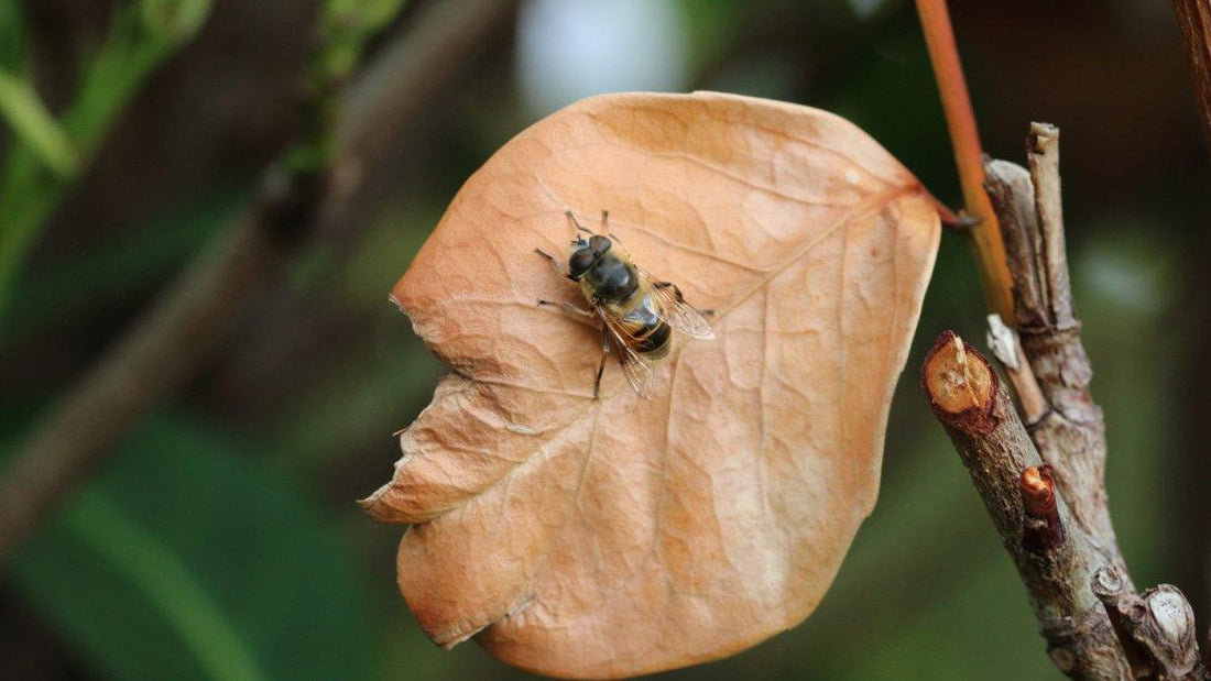 Guide To Horse Bot Flies | Ayr Equestrian