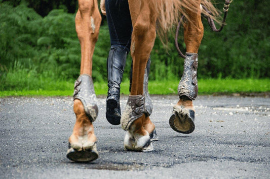 Cellulitis in Horses: Your Complete Guide - Ayr Equestrian