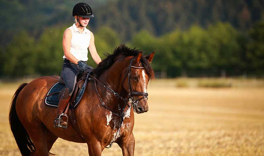 Summer Health Problems For Horses - Ayr Equestrian