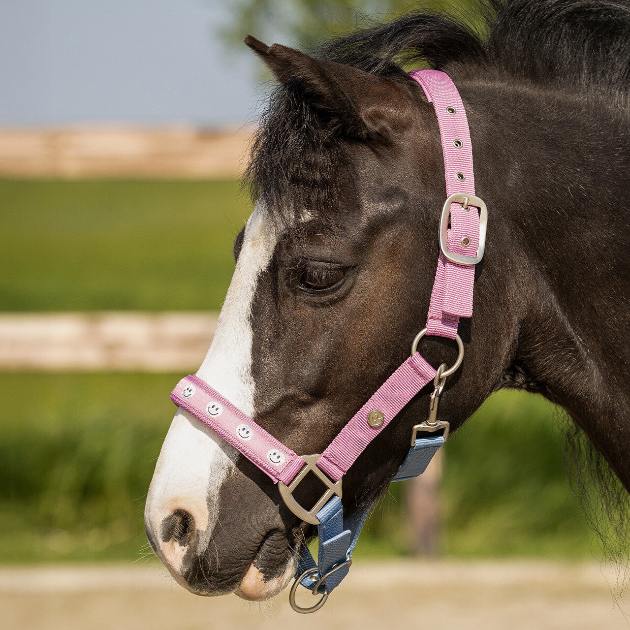 QHP Rosalynn Headcollar SS26 Collection