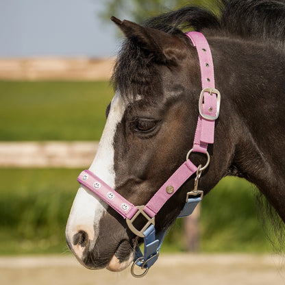 QHP Rosalynn Headcollar SS26 Collection