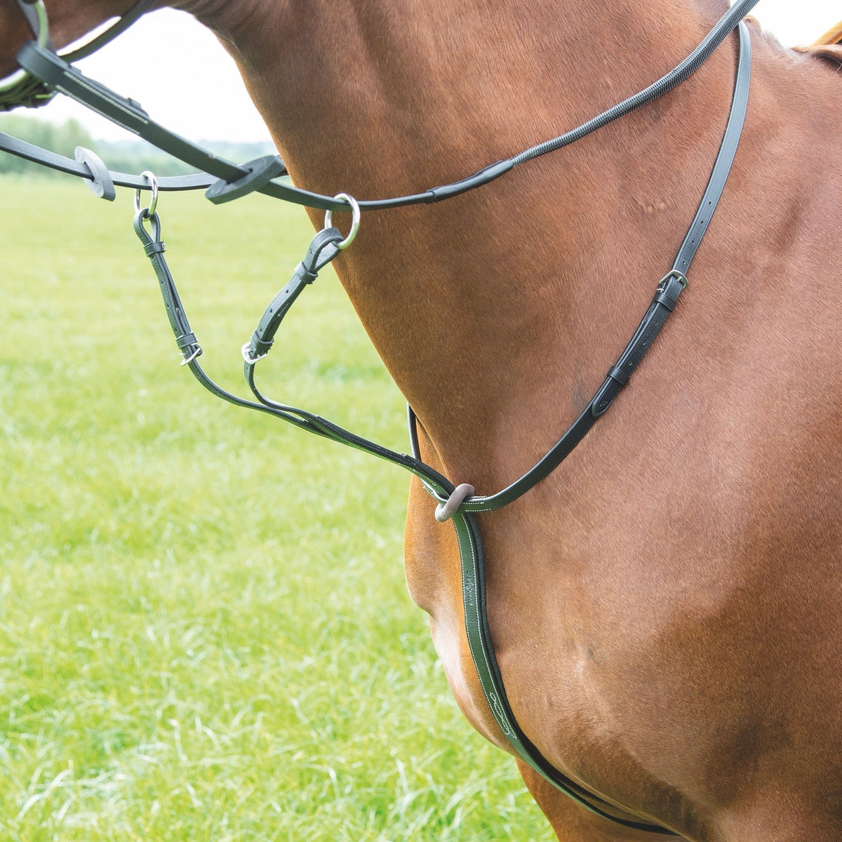 Avignon Running Martingale - Black
