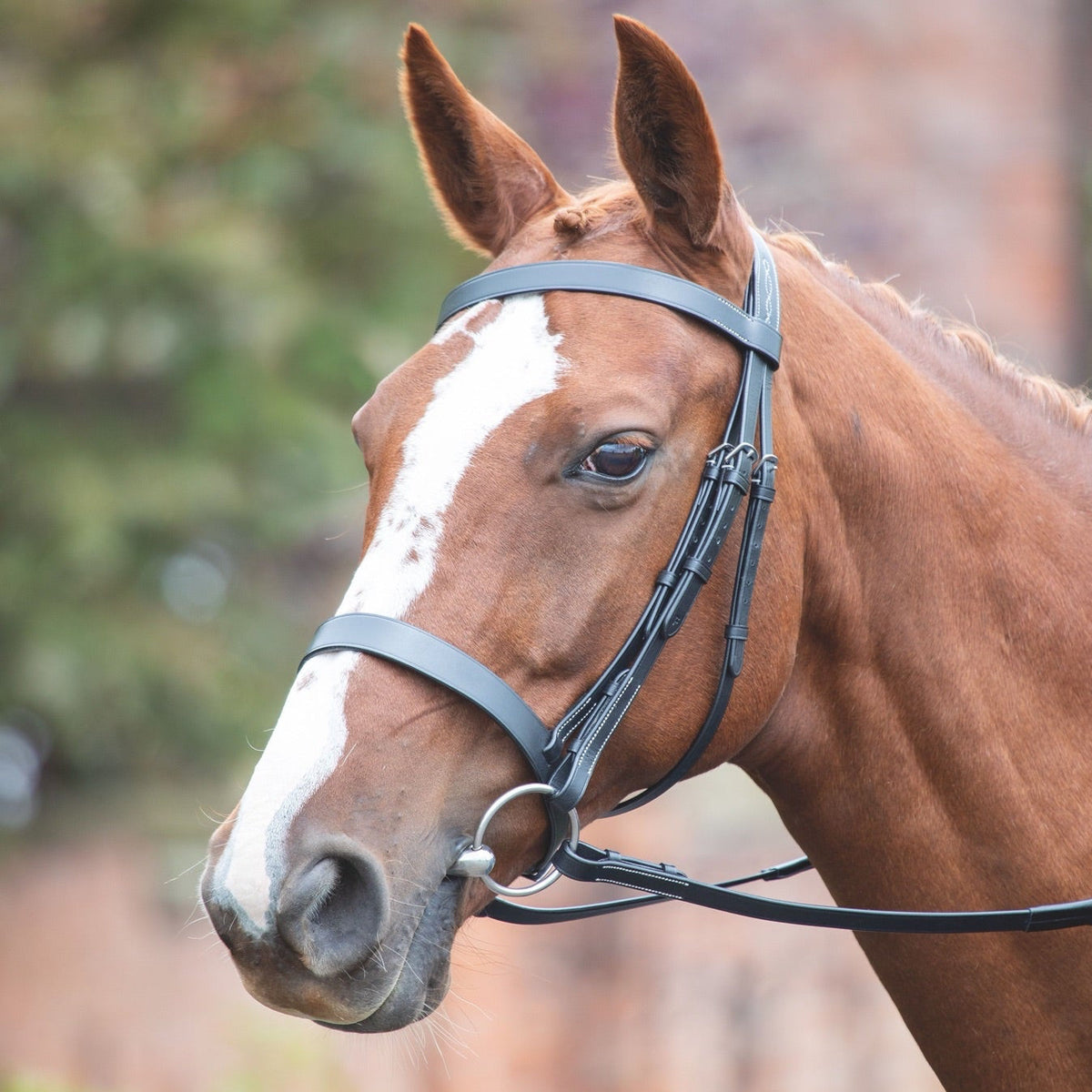 Avignon Hunter Cavesson Bridle - Oak