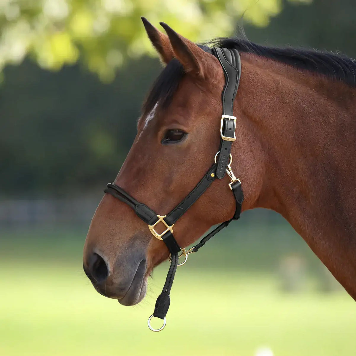 Velociti Lusso Soria Control Leather Headcollar