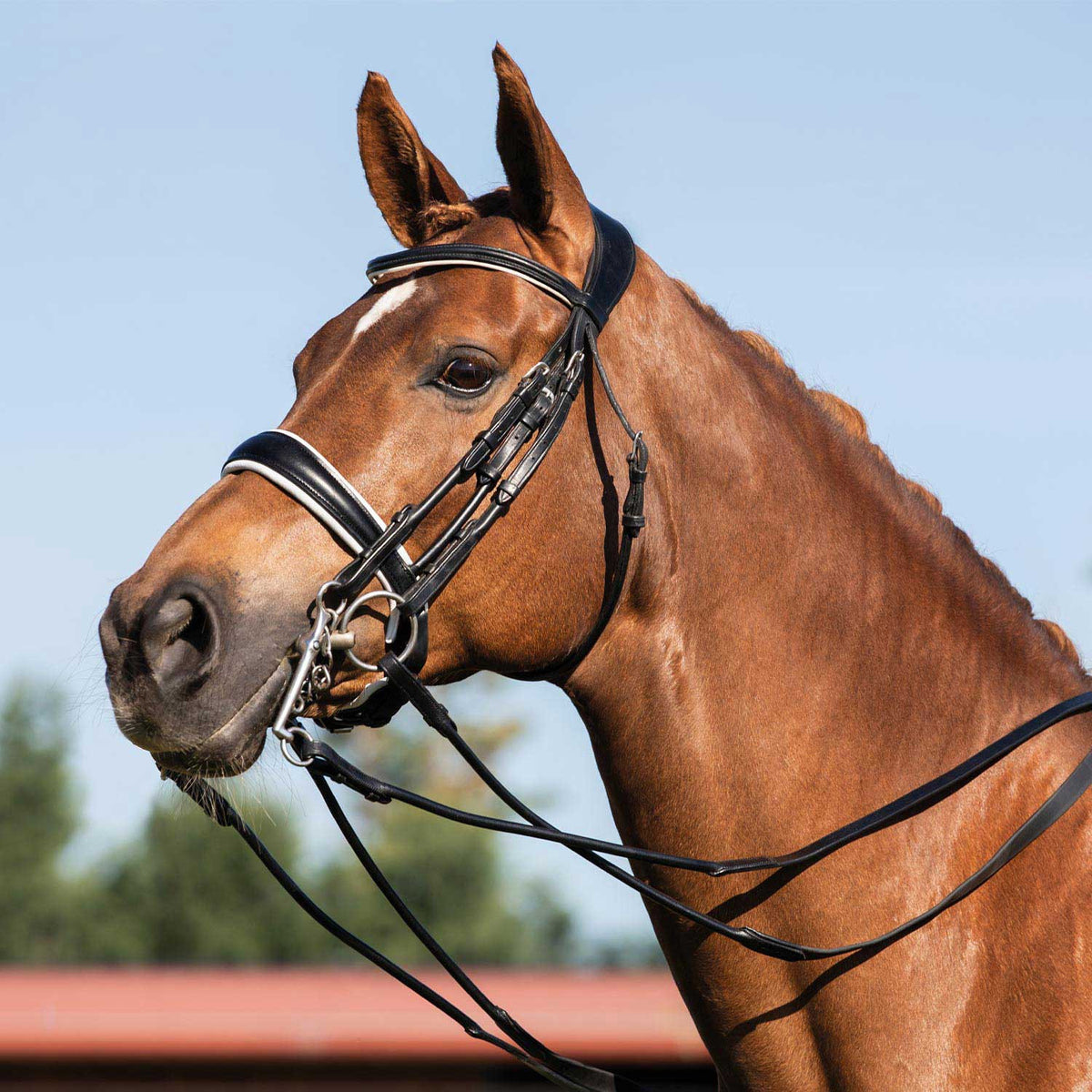 Acavallo Giocanda bridle calfskin & double reins