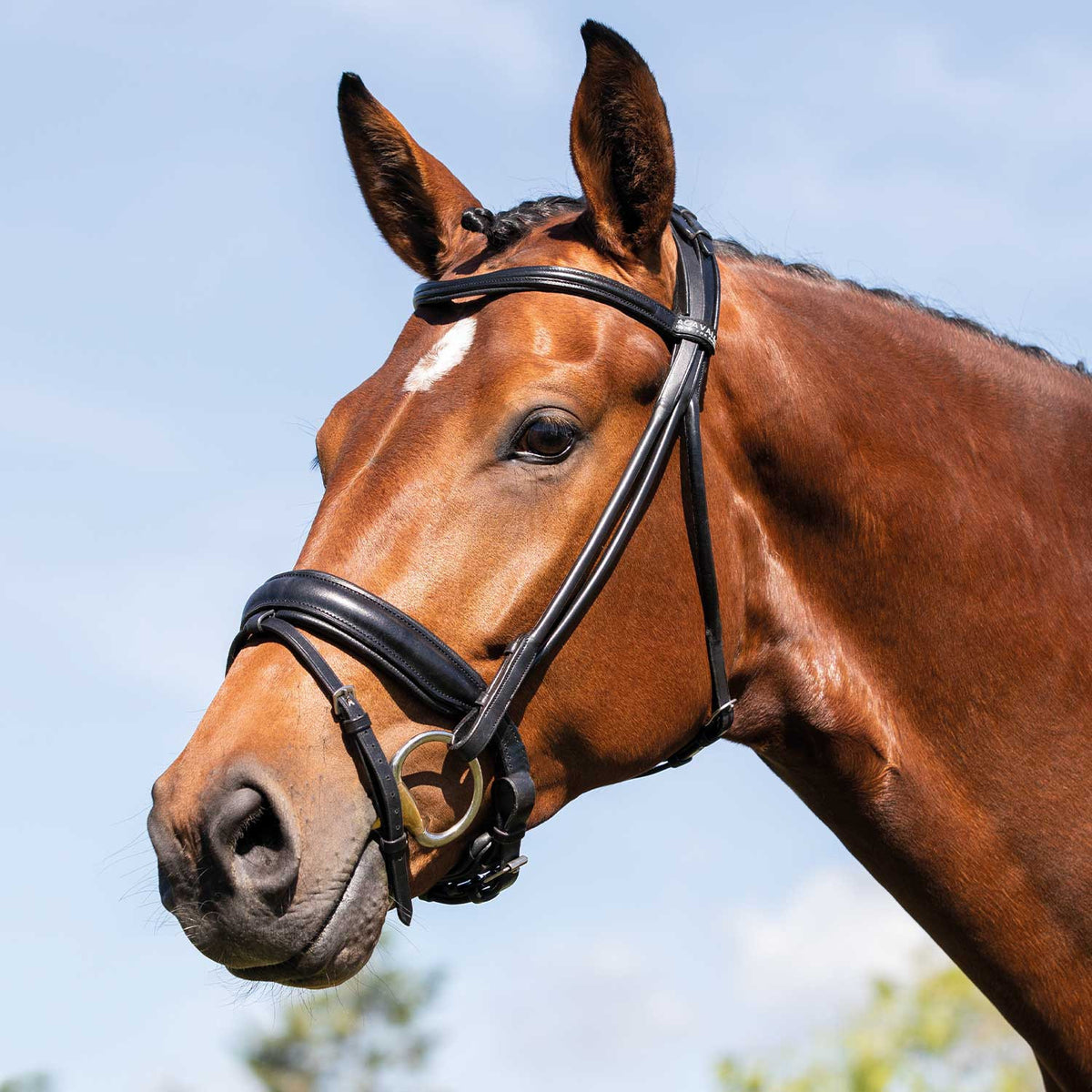 Acavallo Fornarina bridle laminated calfskin