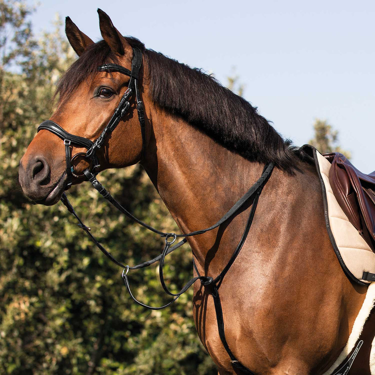 Acavallo Collier martingale calfskin