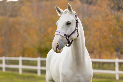 LeMieux AW25 Vogue Headcollar & Leadrope