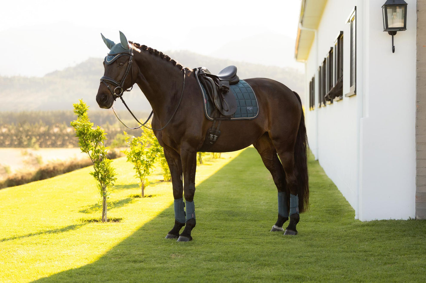 LeMieux SS26 Loire Classic Dressage Square