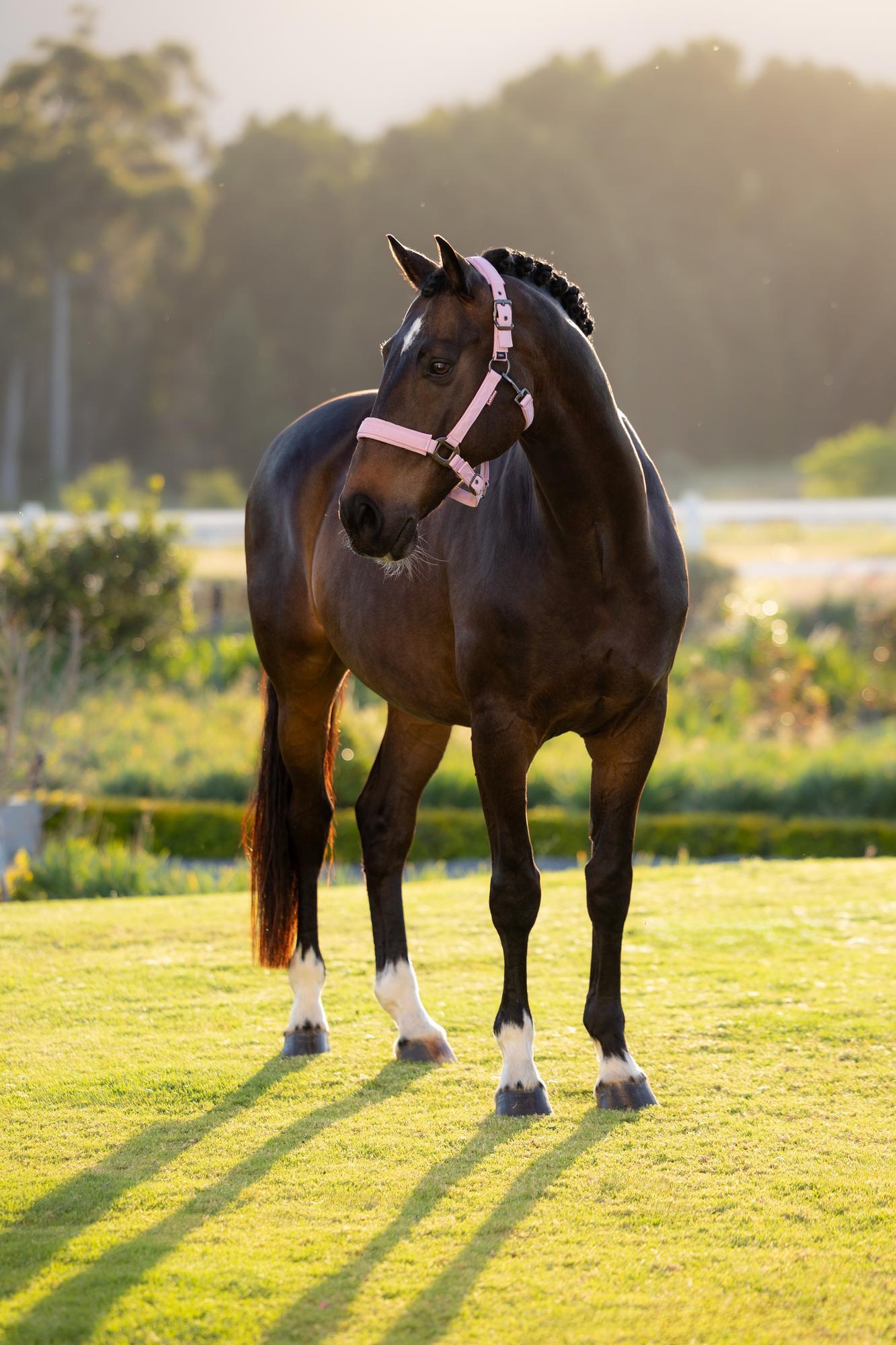 LeMieux SS26 Essence Headcollar
