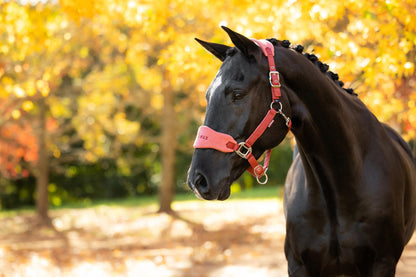 LeMieux AW26 Vogue Headcollar & Leadrope