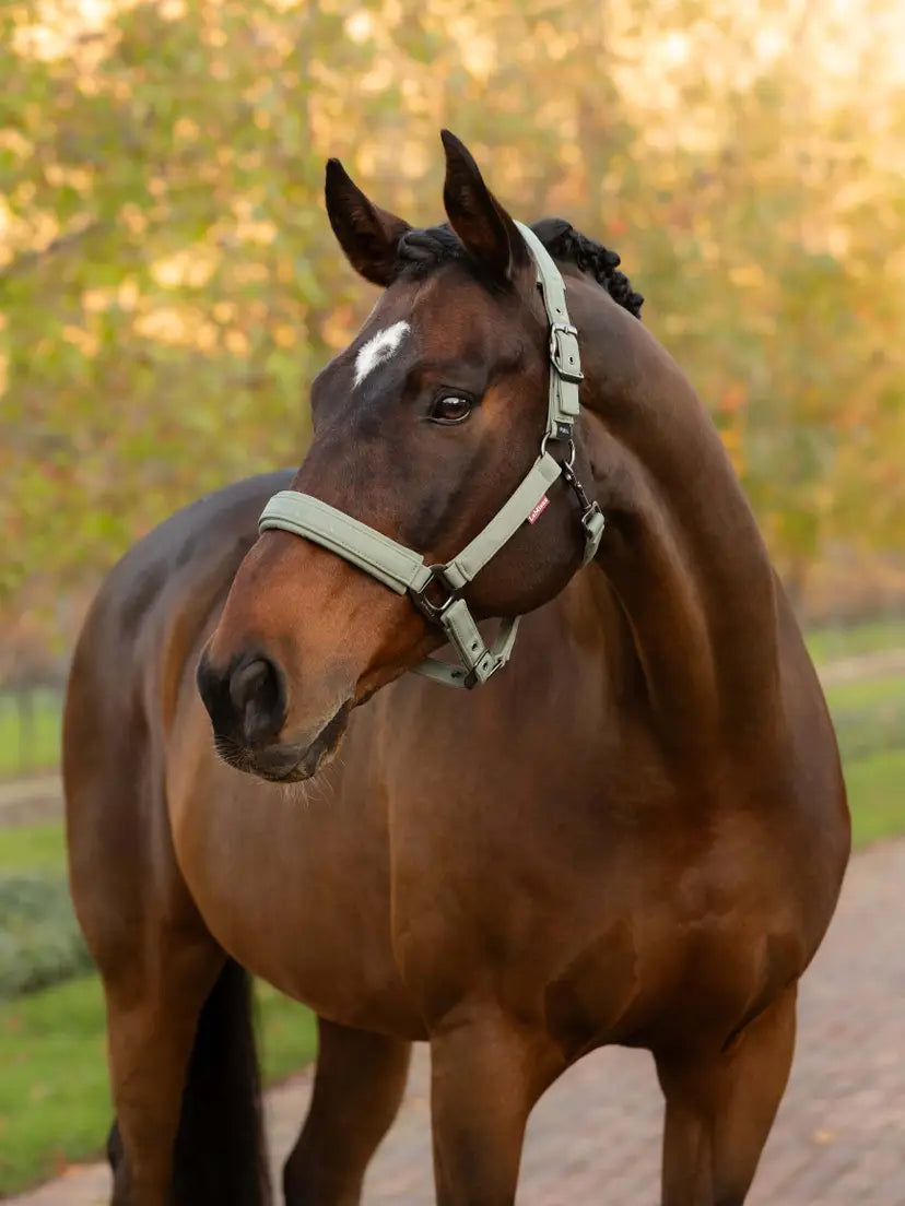 LeMieux AW25 Essence Headcollar