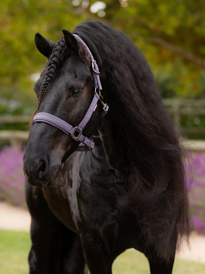 LeMieux AW25 Essence Headcollar