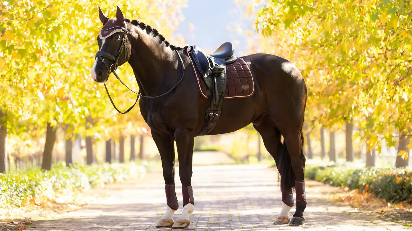 LeMieux AW25 Loire Classic Dressage Square