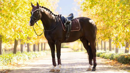 LeMieux AW25 Loire Classic Dressage Square