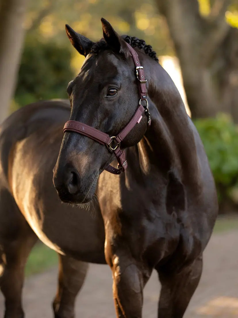 LeMieux AW25 Essence Headcollar