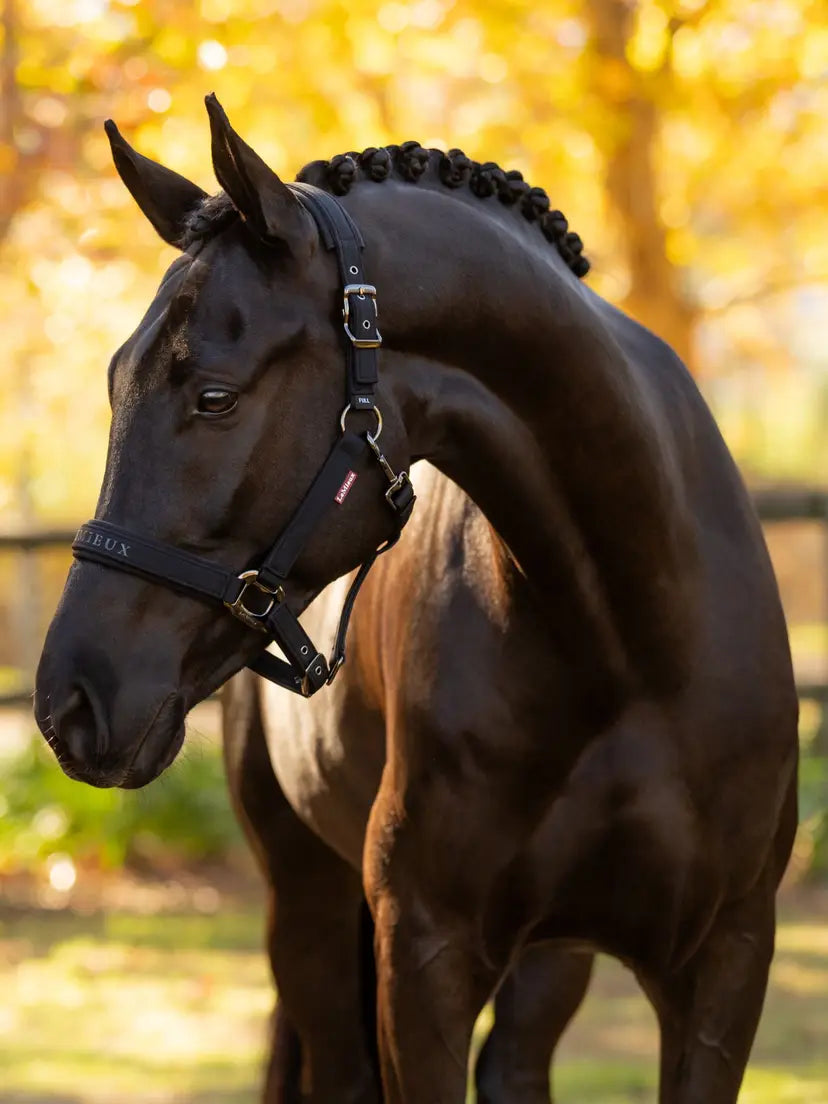 LeMieux AW25 Essence Headcollar