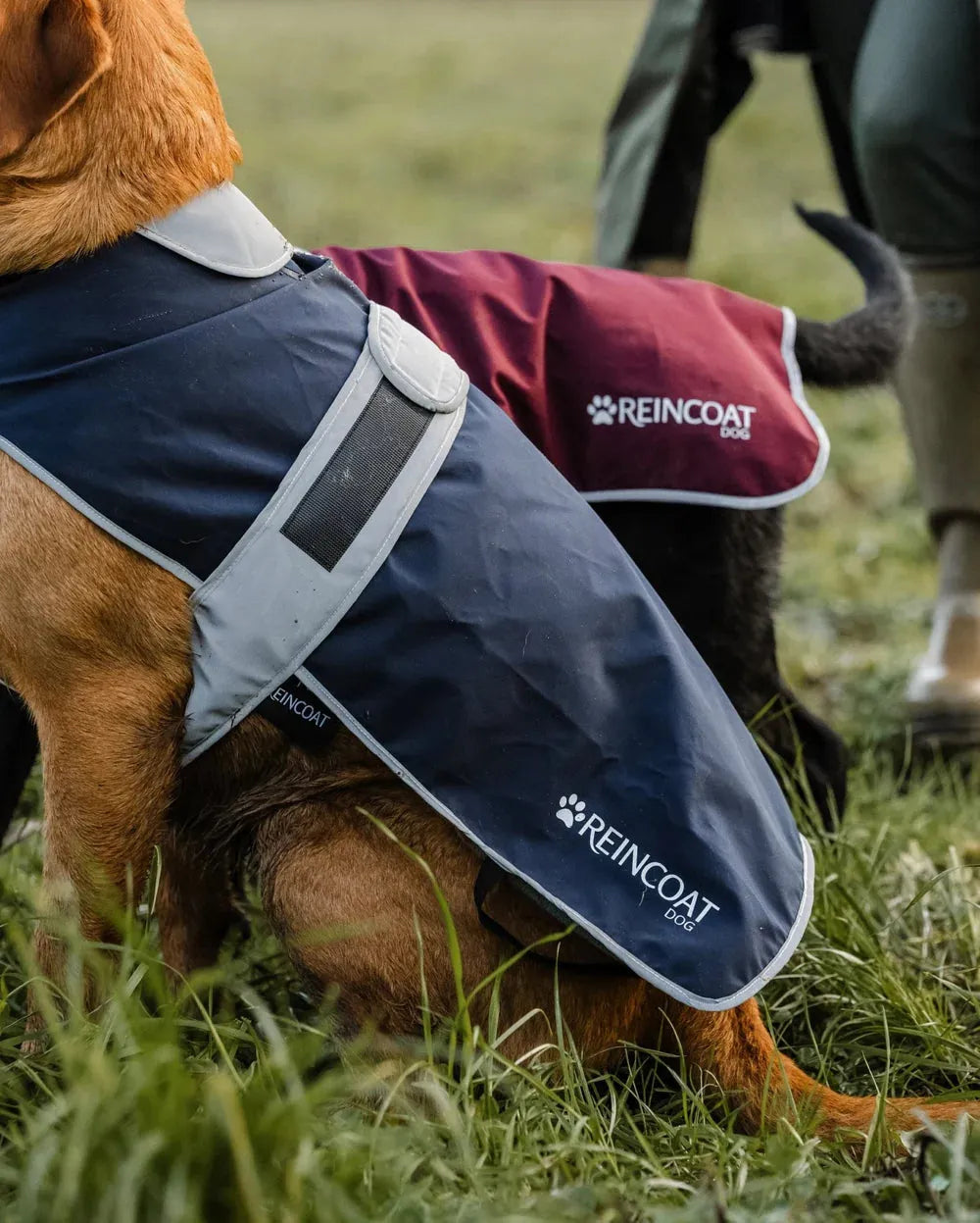 Reincoat Dog Coat