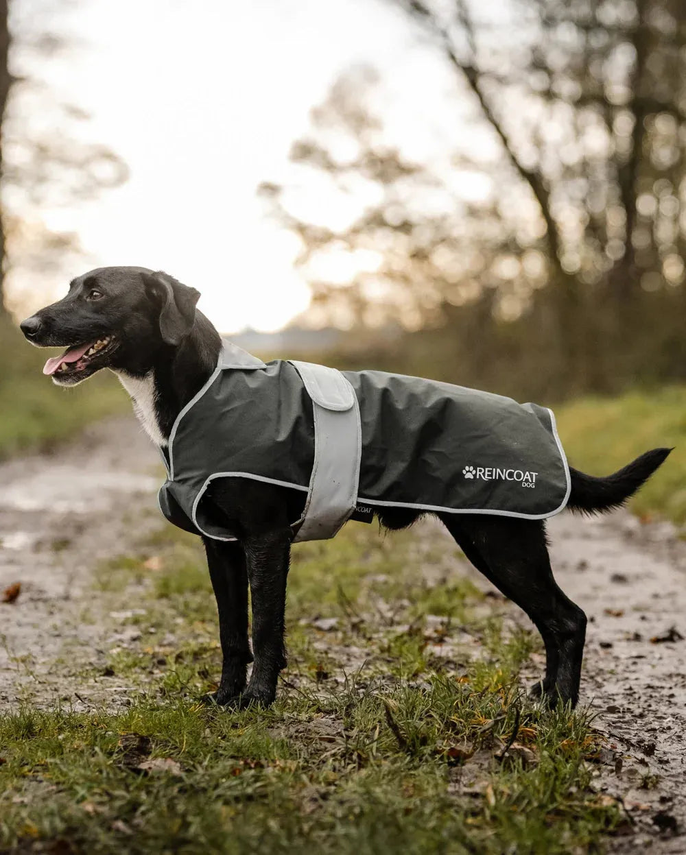 Reincoat Dog Coat