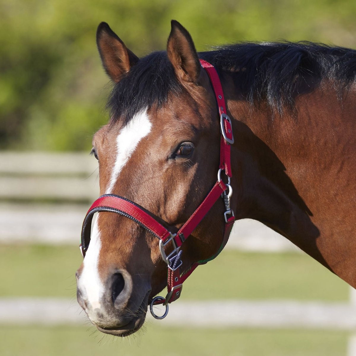 Bitz Deluxe Padded Headcollar - Red - Small Pony