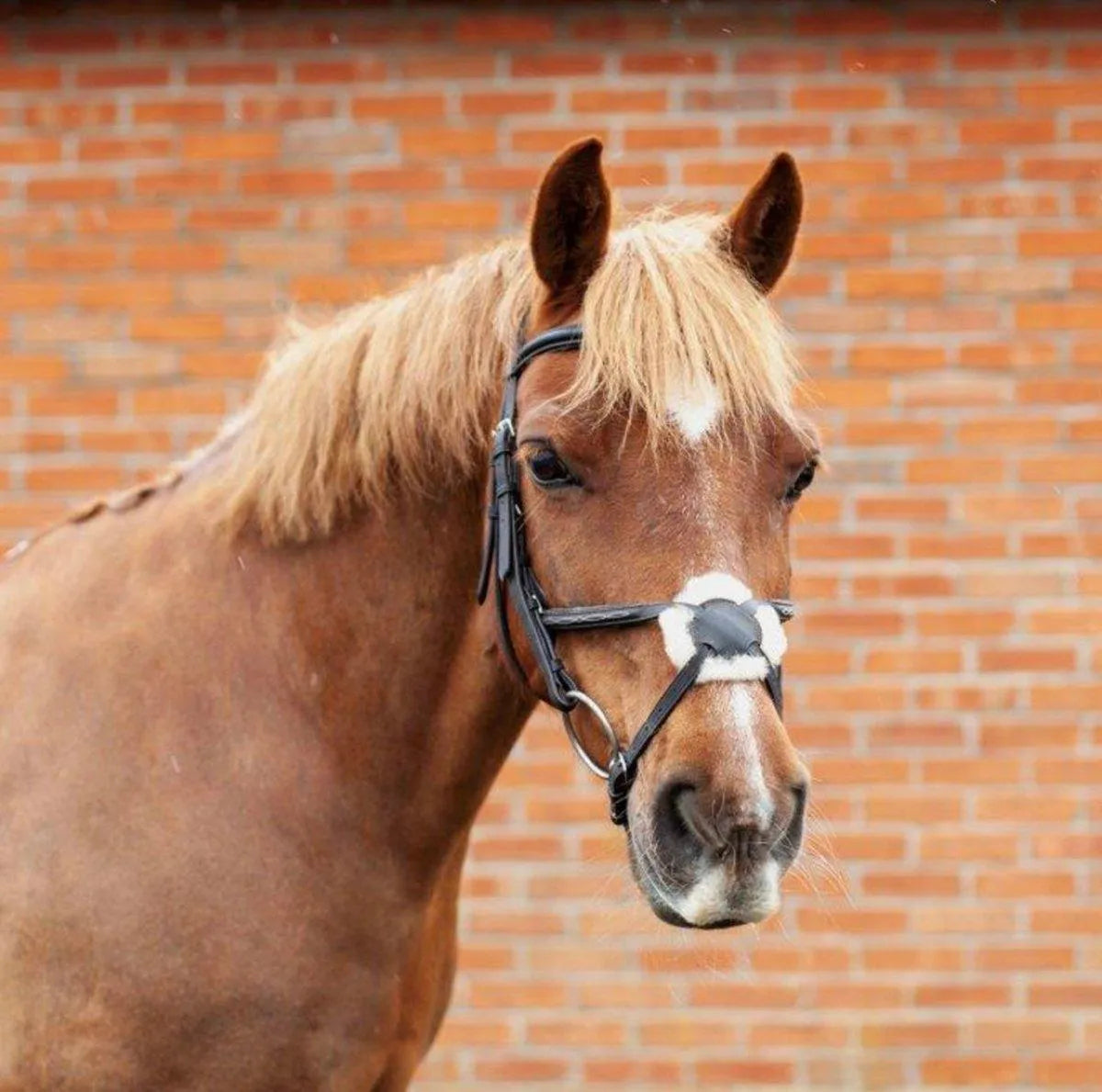 EcoRider Ultra Comfort Galway Grackle Bridle - Black - Pony