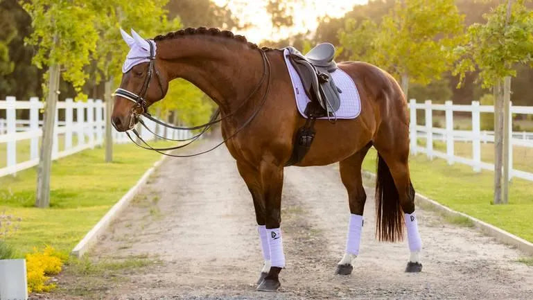 LeMieux Suede Dressage Square SS23 - Wisteria - Large