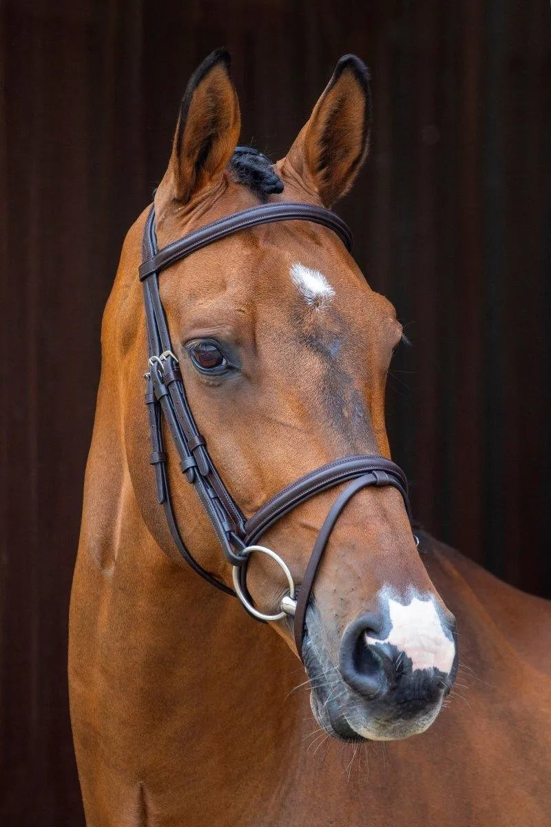 Lusso Padded Raised Flash Bridle - Black - Cob