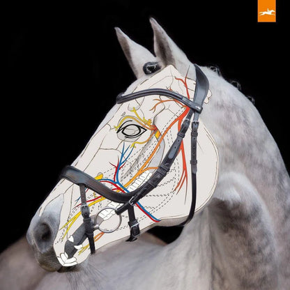 Schockemohle Equitus Alpha Anatomic Bridle - Black/Silver - Cob