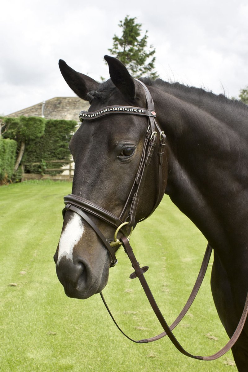 Whitaker Lynton Flash Bridle C/W Spare Browband - Black - Pony