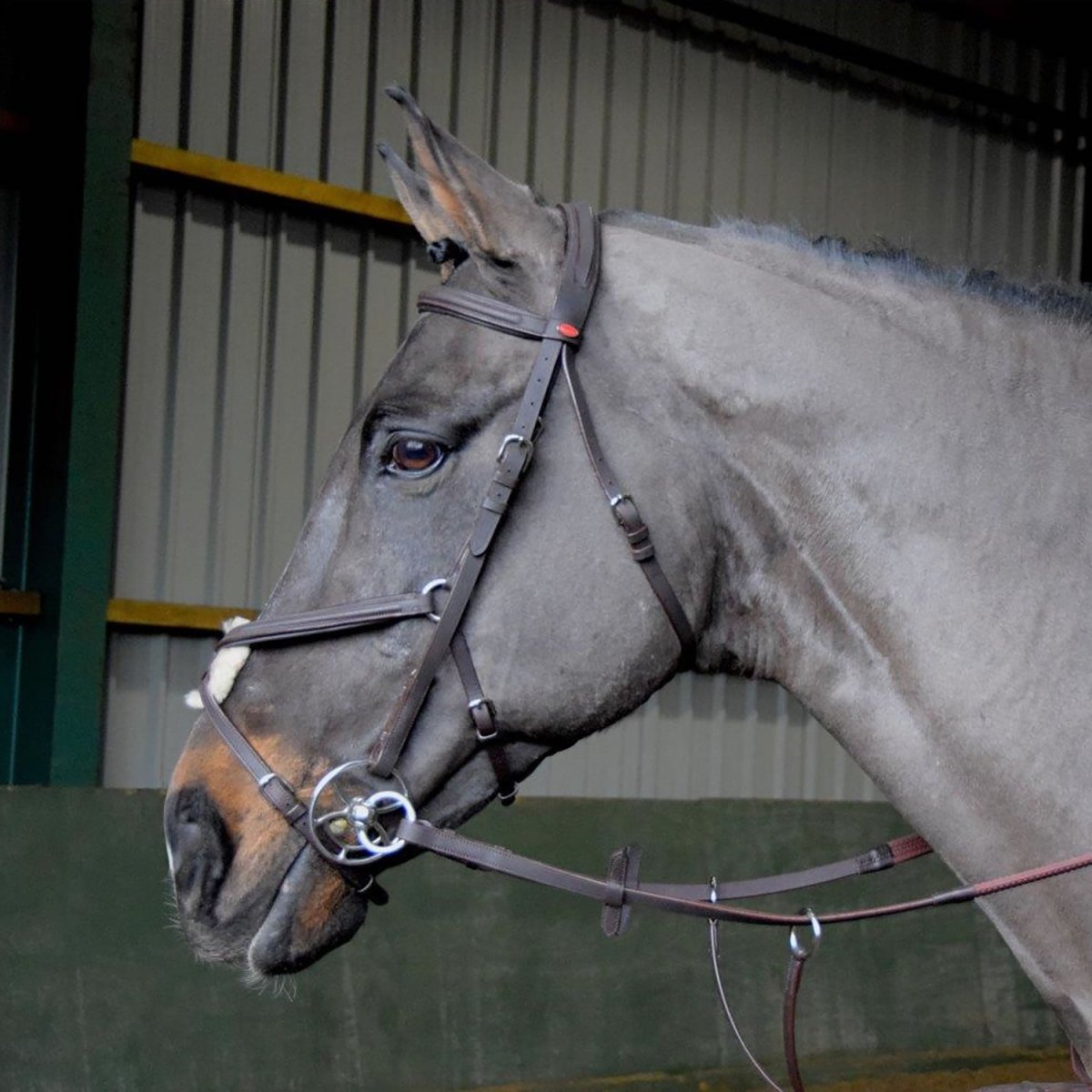 Whitaker Ready To Ride Mexican Bridle - Havana - Pony