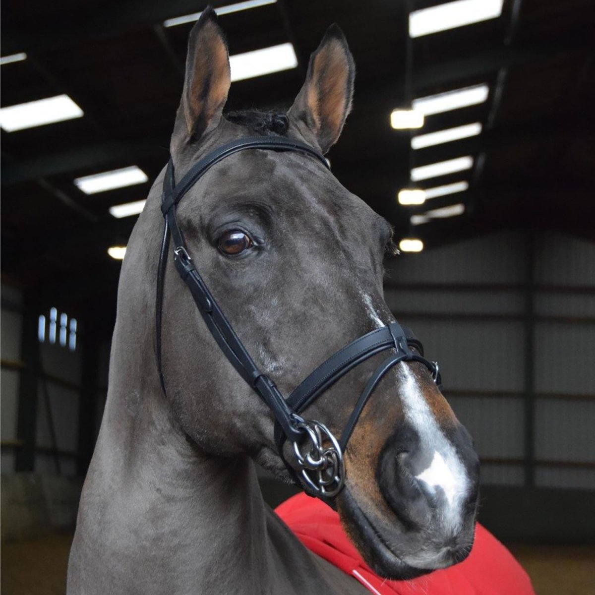 Whitaker Ready To Ride Snaffle Bridle - Black - Cob
